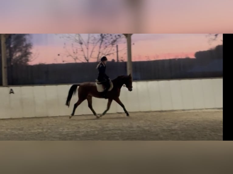 German Riding Pony Gelding 4 years 15 hh Brown in Gelchsheim 97255