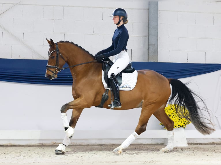 German Riding Pony Gelding 4 years 15 hh Brown in Marsberg