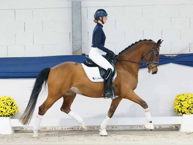 German Riding Pony Gelding 4 years 15 hh Brown in Marsberg