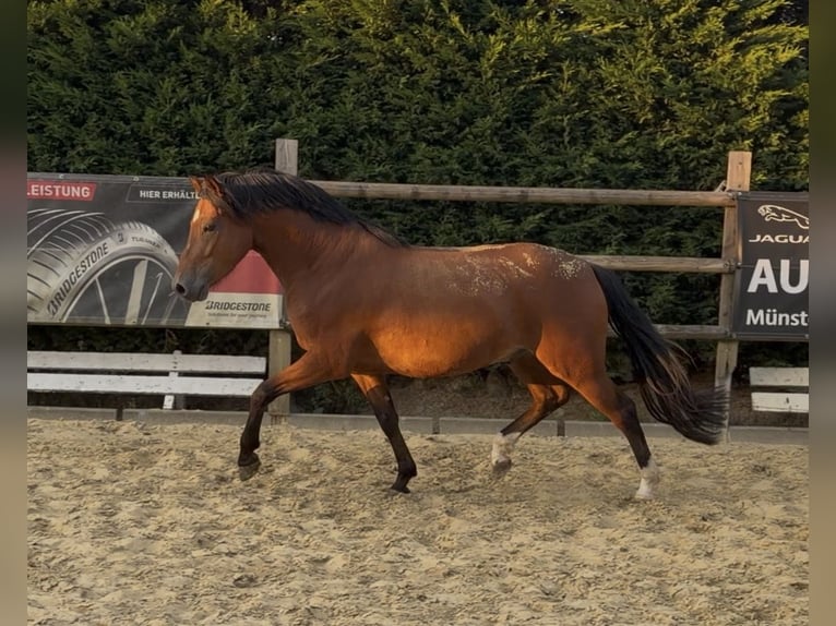 German Riding Pony Gelding 4 years 15 hh Brown in Nottuln