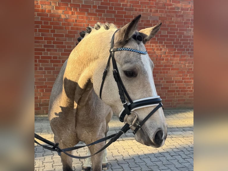 German Riding Pony Gelding 4 years 15 hh Brown Falb mold in M&#xFC;nster