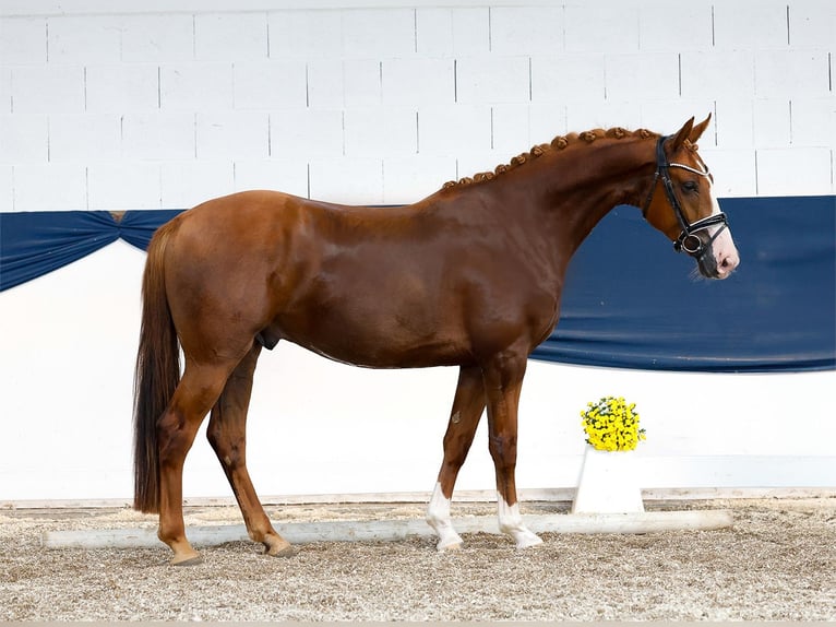 German Riding Pony Gelding 4 years 15 hh Chestnut-Red in Marsberg