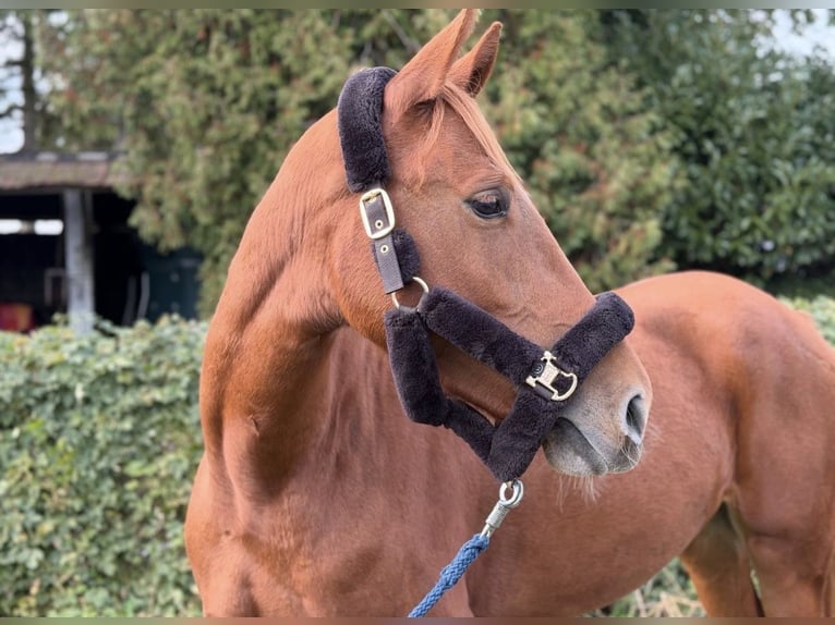 German Riding Pony Mix Gelding 4 years 15 hh Chestnut-Red in Quickborn
