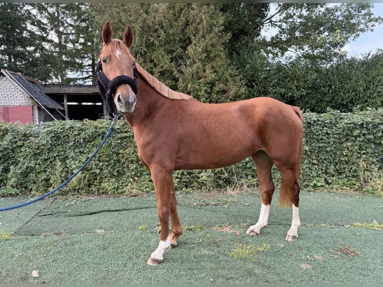 German Riding Pony Mix Gelding 4 years 15 hh Chestnut-Red in Quickborn