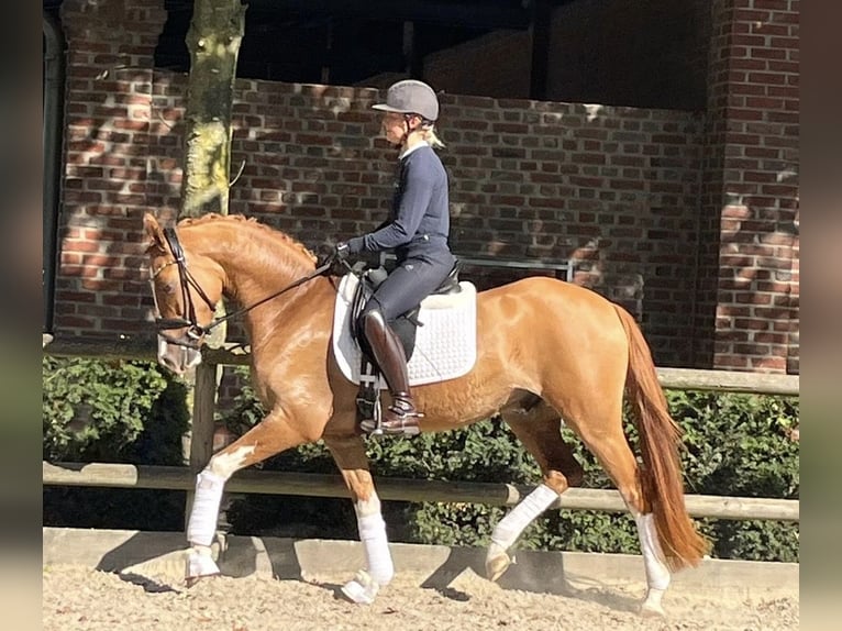 German Riding Pony Gelding 4 years 15 hh Chestnut-Red in Tönisvorst