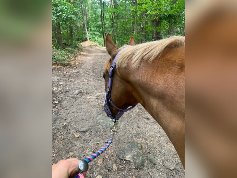 German Riding Pony Gelding 4 years 15 hh Chestnut-Red in Ellerstadt