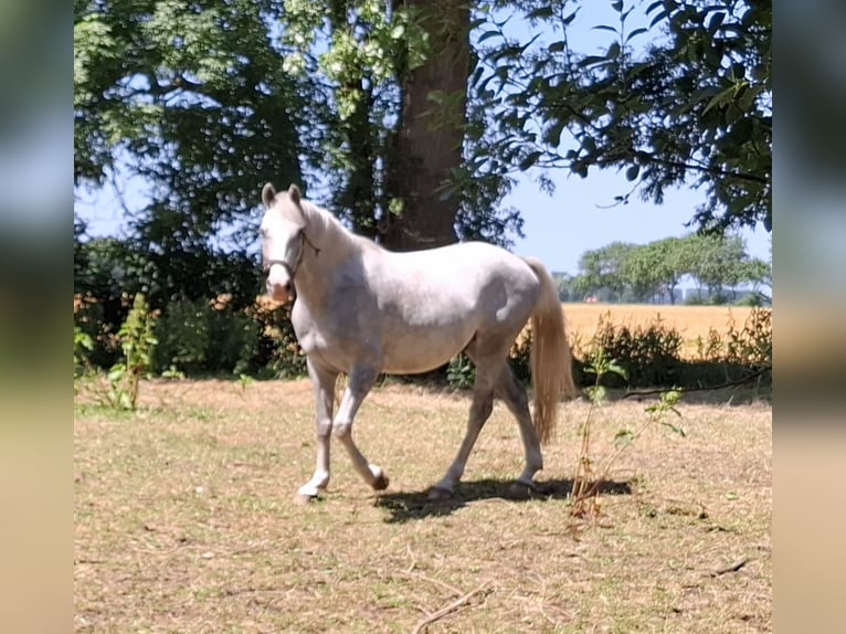 German Riding Pony Gelding 4 years 15 hh Grey in Cuxhaven