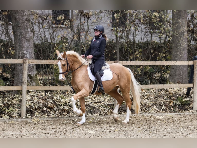 German Riding Pony Gelding 4 years 15 hh Palomino in Borgentreich