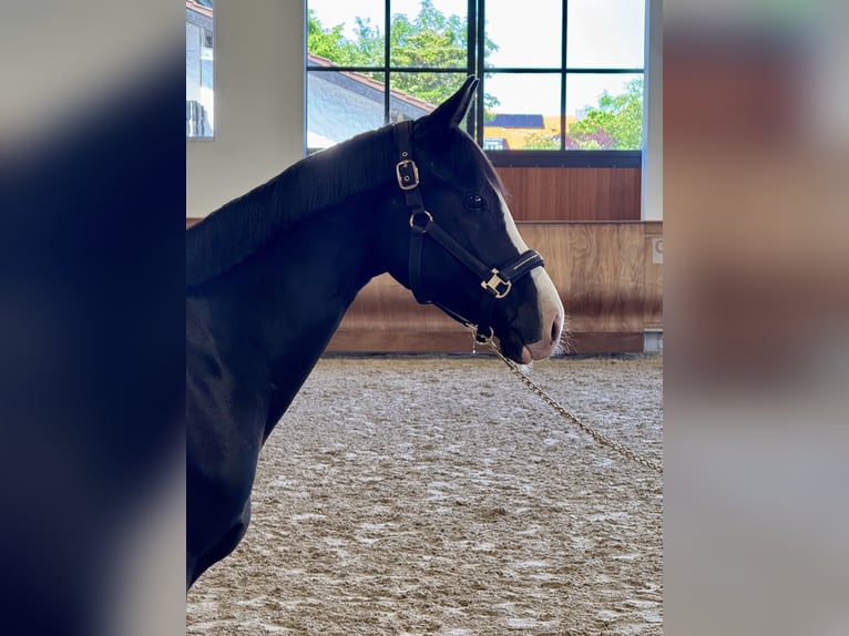 German Riding Pony Gelding 4 years 15,1 hh Black in H&#xFC;lbenH&#xFC;lben