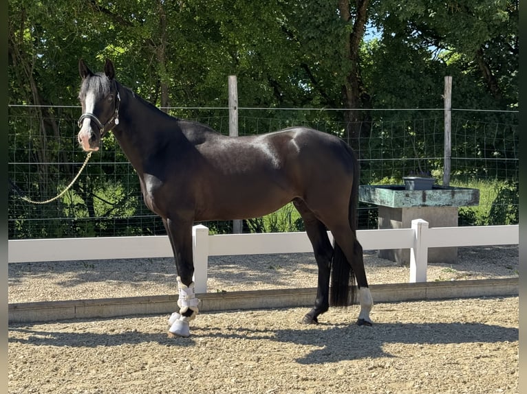 German Riding Pony Gelding 4 years 15,1 hh Black in H&#xFC;lbenH&#xFC;lben