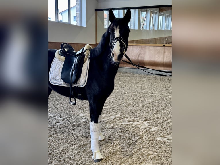 German Riding Pony Gelding 4 years 15,1 hh Black in H&#xFC;lbenH&#xFC;lben