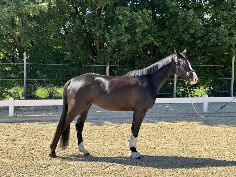 German Riding Pony Gelding 4 years 15,1 hh Black in H&#xFC;lbenH&#xFC;lben