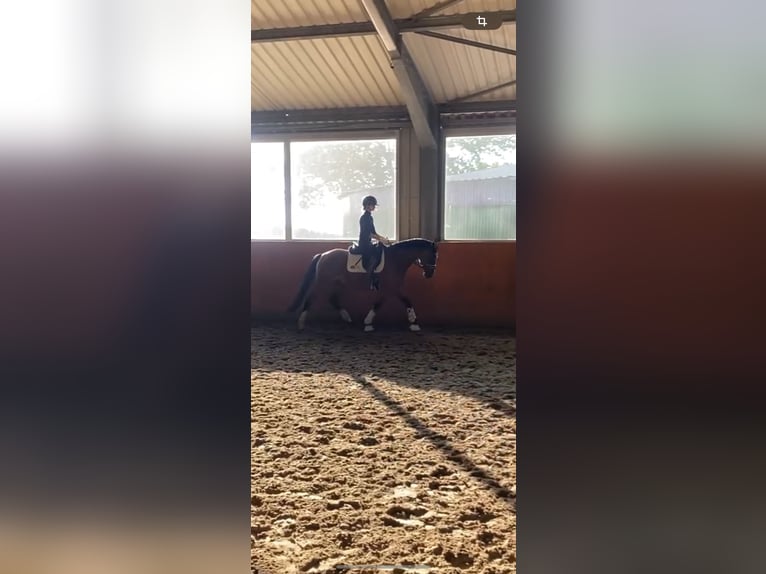 German Riding Pony Gelding 4 years 15,1 hh Brown in Mohrkirch