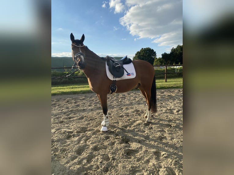 German Riding Pony Gelding 4 years 15,1 hh Brown in Mohrkirch