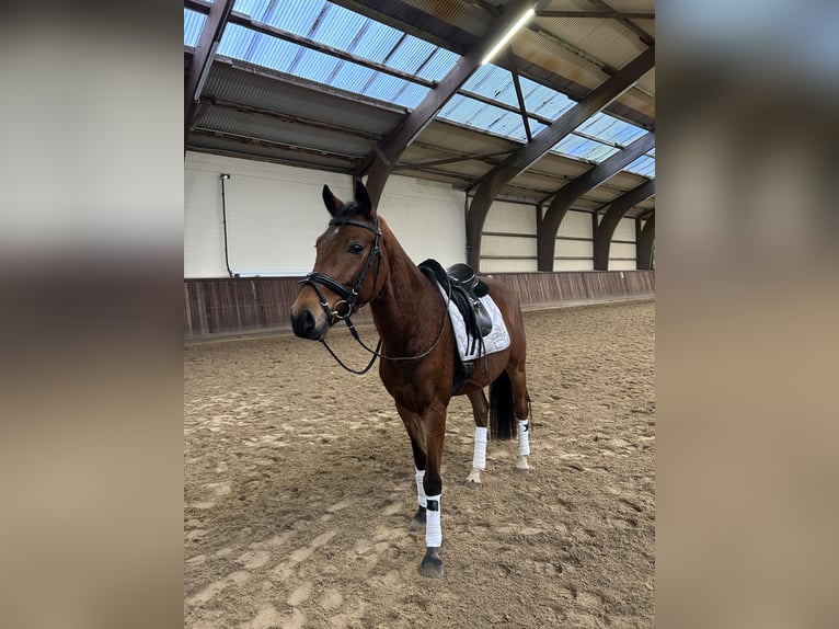 German Riding Pony Gelding 4 years 15,1 hh Brown in Wedel