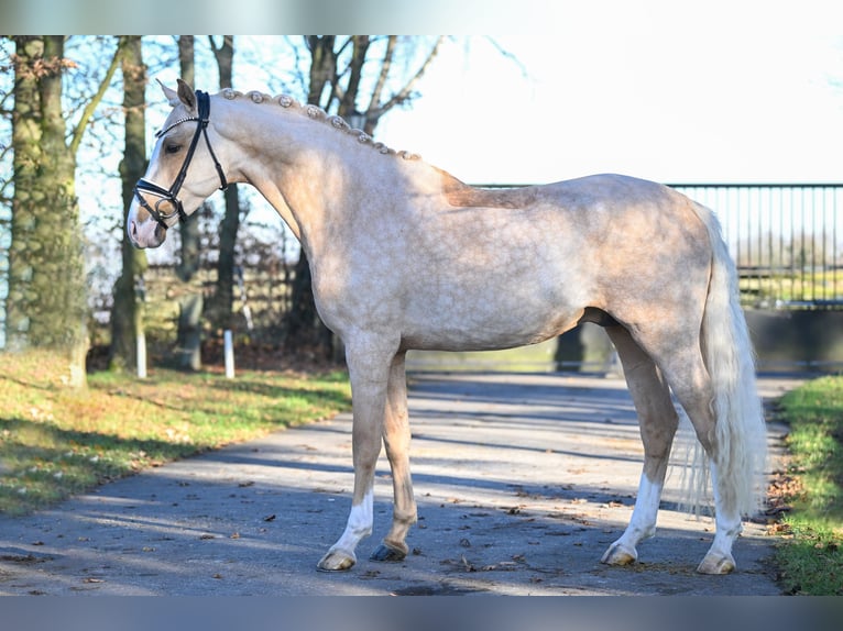 German Riding Pony Gelding 4 years 15,1 hh Palomino in Vettwei&#xDF;