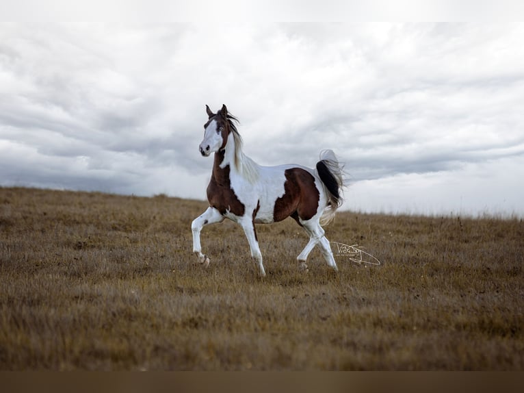 German Riding Pony Gelding 4 years 15,2 hh Pinto in Frielendorf