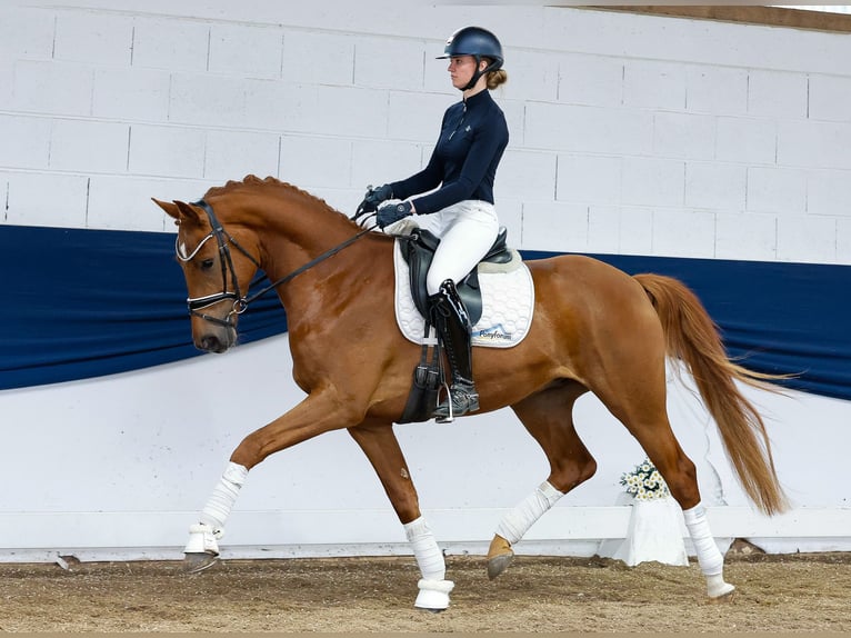 German Riding Pony Gelding 4 years 16 hh Chestnut-Red in Marsberg