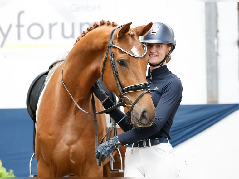 German Riding Pony Gelding 4 years 16 hh Chestnut-Red in Marsberg