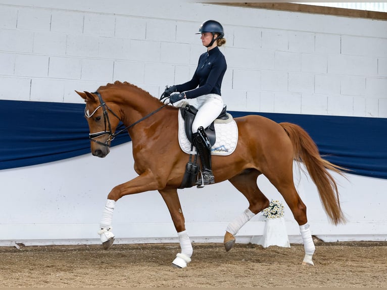 German Riding Pony Gelding 4 years 16 hh Chestnut-Red in Marsberg