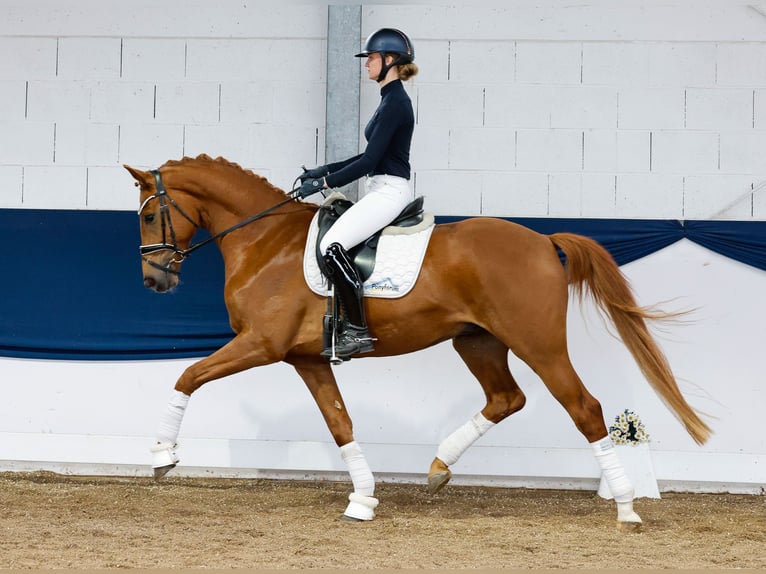 German Riding Pony Gelding 4 years 16 hh Chestnut-Red in Marsberg