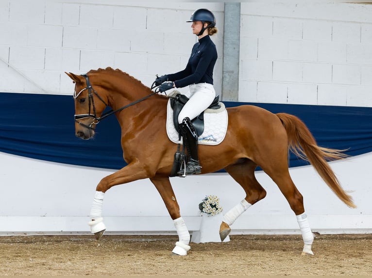 German Riding Pony Gelding 4 years 16 hh Chestnut-Red in Marsberg