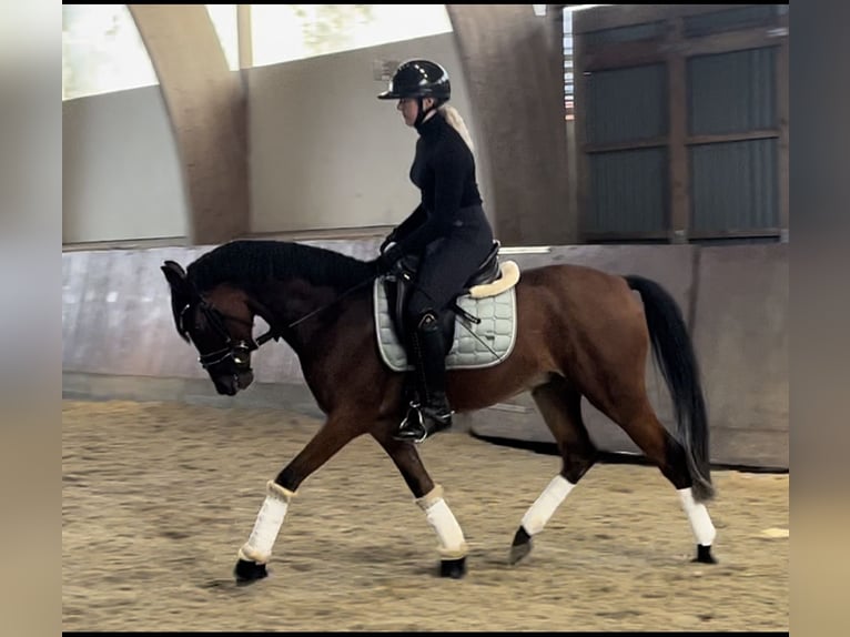 German Riding Pony Gelding 4 years Brown in Hörsten