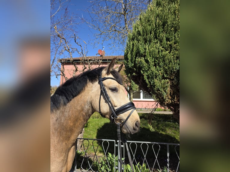 German Riding Pony Gelding 4 years Buckskin in Lüdershagen