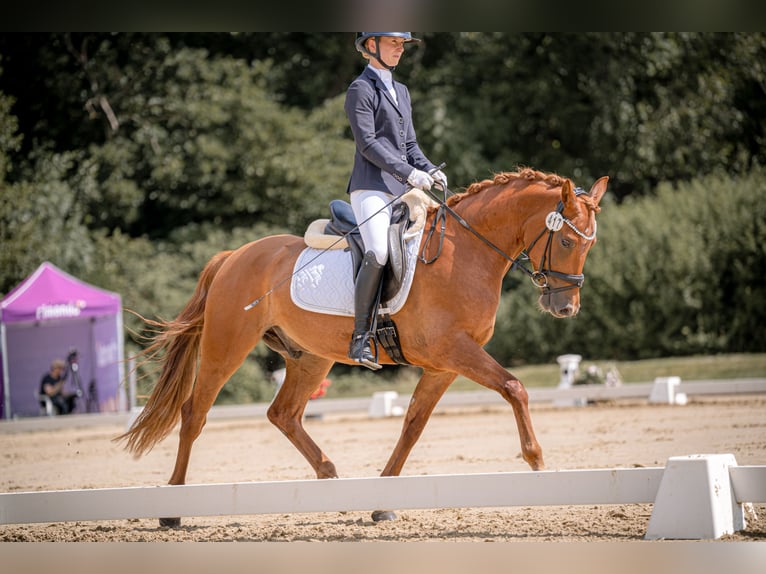 German Riding Pony Gelding 4 years Chestnut-Red in L&#xFC;dinghausen