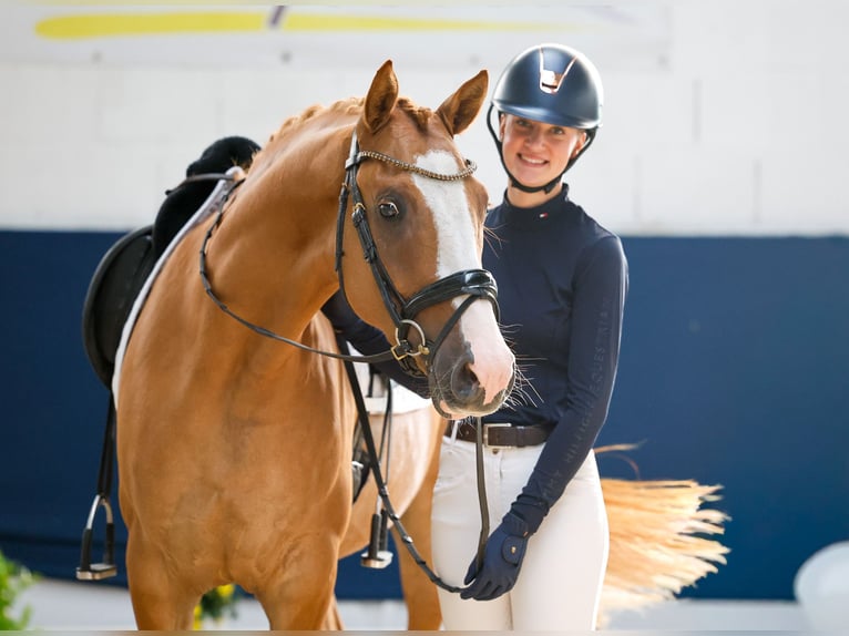 German Riding Pony Gelding 4 years Chestnut-Red in Marsberg