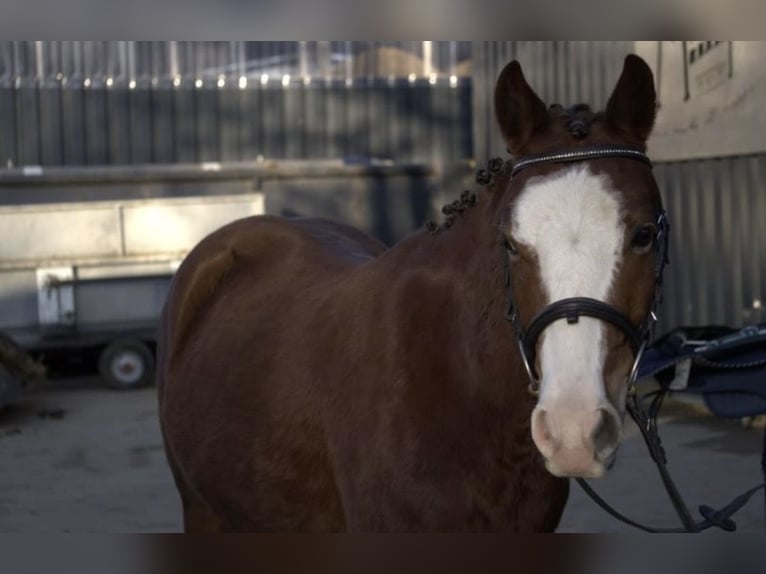 German Riding Pony Mix Gelding 4 years Chestnut-Red in Nordstemmen
