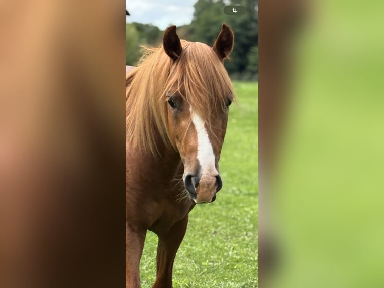 German Riding Pony Gelding 4 years Chestnut-Red in Wriezen