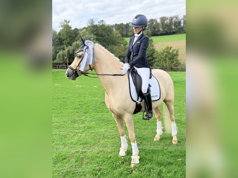 German Riding Pony Gelding 4 years Palomino in Bochum