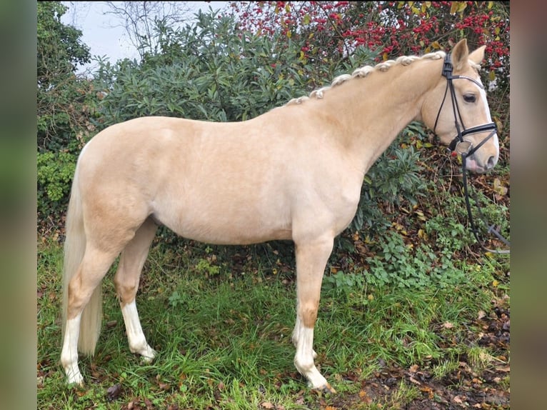 German Riding Pony Gelding 4 years Palomino in Nortrup