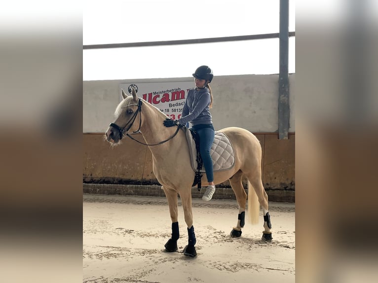 German Riding Pony Gelding 4 years Palomino in Hamburg Veddel