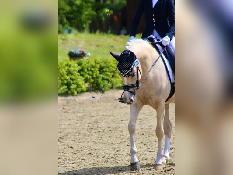 German Riding Pony Gelding 4 years Palomino in Hamburg Veddel