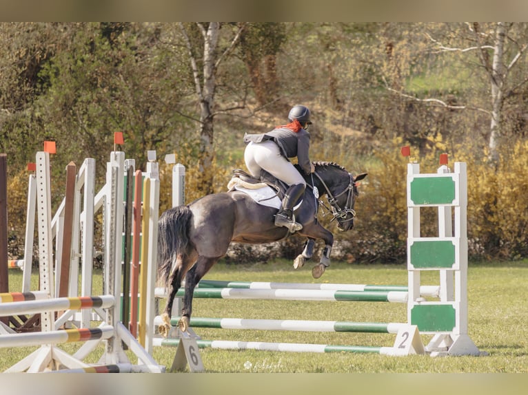 German Riding Pony Mix Gelding 5 years 13.1 hh Black in Ganzlin