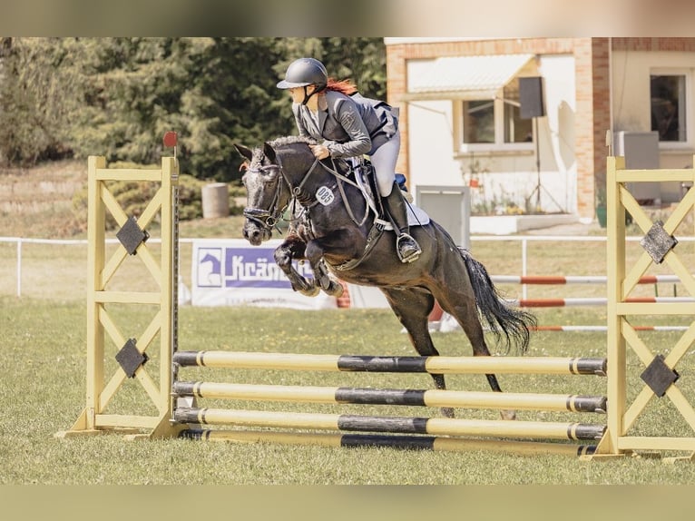 German Riding Pony Mix Gelding 5 years 13.1 hh Black in Ganzlin