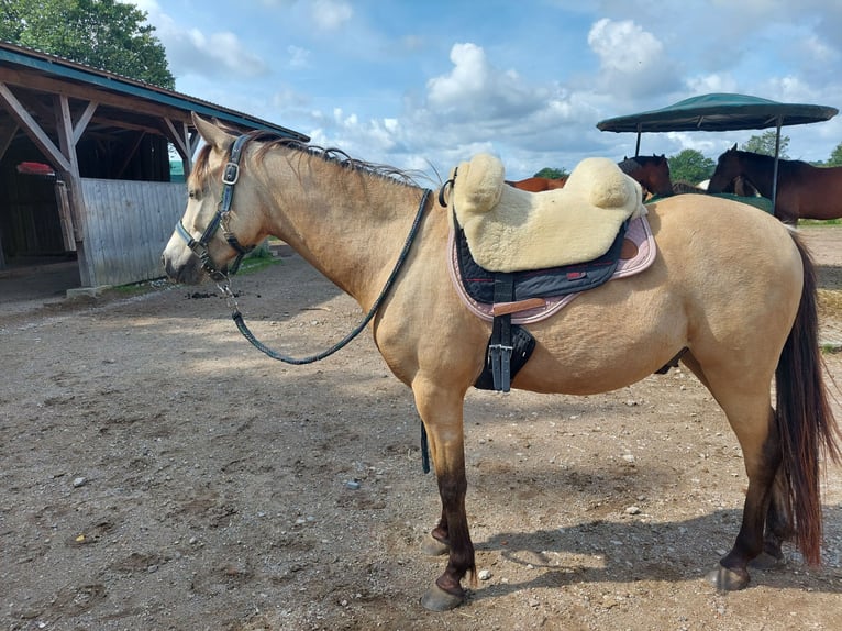 German Riding Pony Gelding 5 years 13,1 hh Buckskin in Möhnsen