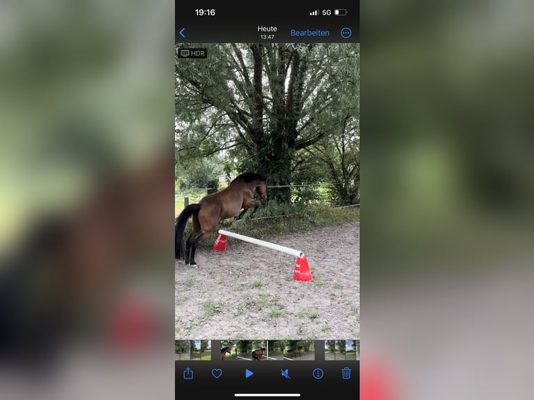 German Riding Pony Gelding 5 years 13.2 hh Bay-Dark in Castrop-Rauxel