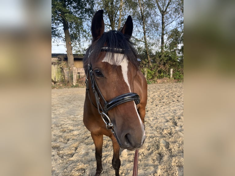 German Riding Pony Gelding 5 years 13.2 hh Bay-Dark in Castrop-Rauxel