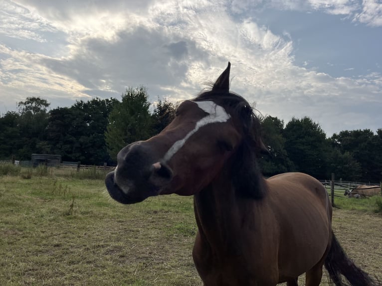 German Riding Pony Gelding 5 years 13.2 hh Bay-Dark in Castrop-Rauxel