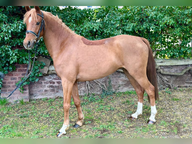 German Riding Pony Gelding 5 years 13,3 hh Chestnut-Red in Willich