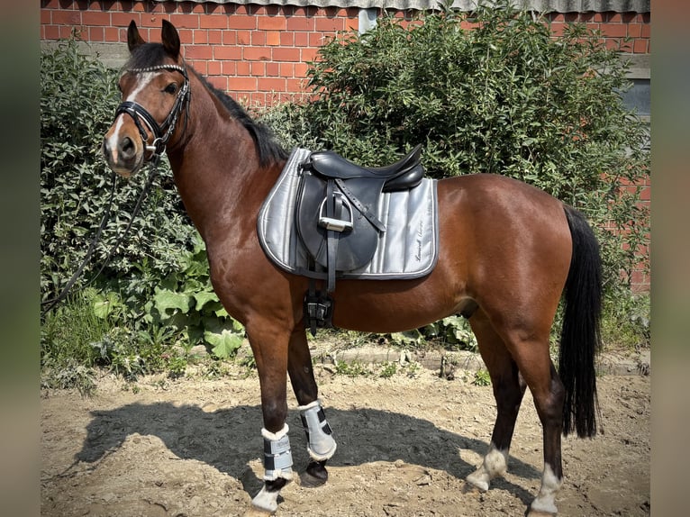 German Riding Pony Gelding 5 years 13 hh Brown in Selm