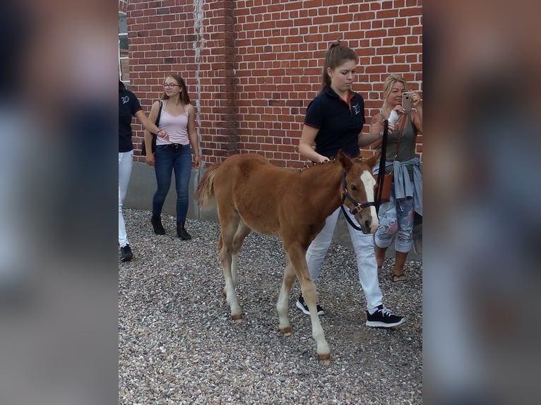 German Riding Pony Mix Gelding 5 years 13 hh Chestnut-Red in FehmarnWulfen