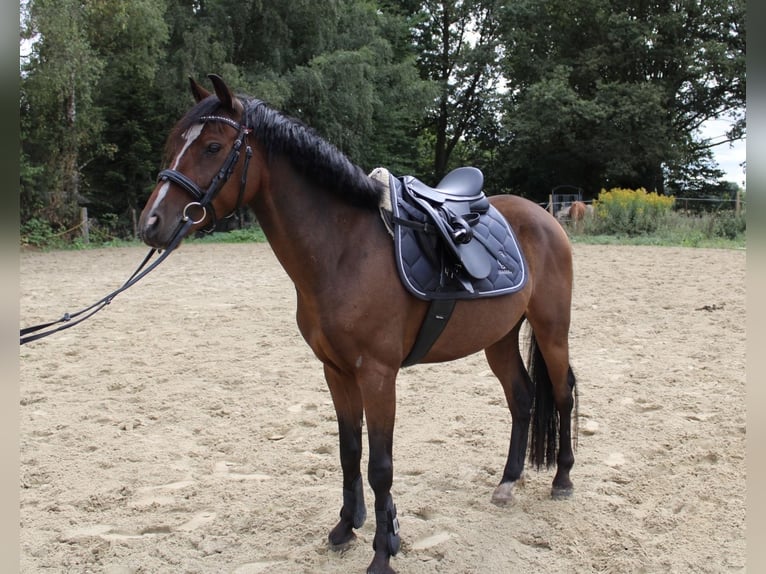 German Riding Pony Gelding 5 years 13,2 hh Bay-Dark in Castrop-Rauxel