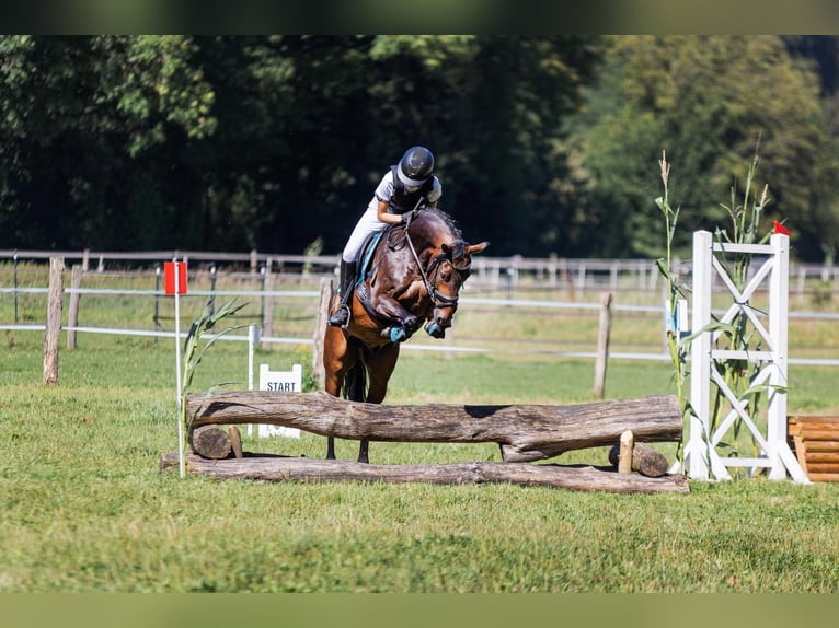 German Riding Pony Gelding 5 years 14,1 hh Bay-Dark in Fürstenau