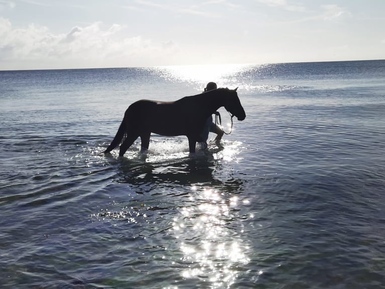 German Riding Pony Gelding 5 years 14,1 hh Bay-Dark in Fürstenau