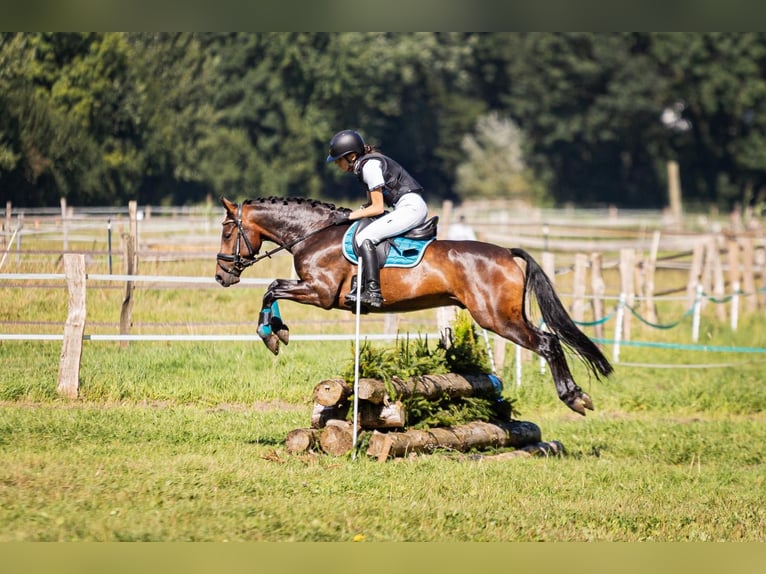 German Riding Pony Gelding 5 years 14,1 hh Bay-Dark in Fürstenau