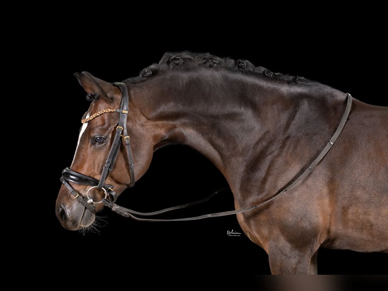 German Riding Pony Gelding 5 years 14,1 hh Bay-Dark in Herrenberg